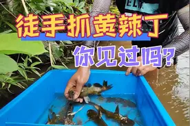 农村小伙野河徒手抓黄辣丁，没一会就抓了一斤多！