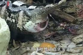 胎生加蓬毒蛇有世上最长毒牙-体长2米-和眼镜王蛇比谁更厉害？