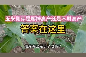 玉米侧芽掰与不掰哪个更高产， 答案在这里，其实道理很简单。视频封面