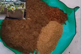 室内阳台盆栽草莓土质要求高，这样配土加底肥既疏松透气又不烧苗视频封面