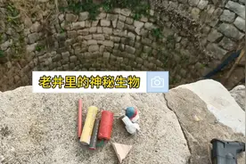 寻找井下的神秘生物视频封面
