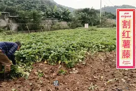趁天晴今天去地里把红薯藤先割了，明天准备正是挖红薯了视频封面