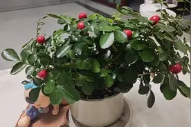 粉丝一直问我器官捐献卡是怎么填写申请的，今天给大家说一下流程视频封面