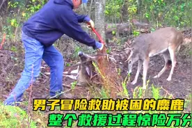 男子冒险救助被困的麋鹿，整个过程惊险万分！结局很暖心视频封面