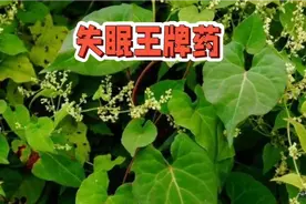 失眠“王牌药”—夜交藤，解决你入睡困难，让你步入深度睡眠。视频封面