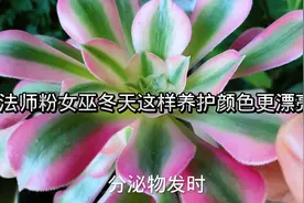多肉法师粉女巫冬天这样养护，爆头多，颜色更漂亮视频封面