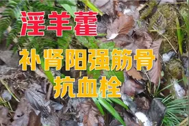 淫羊藿：补肾阳强筋骨保护肝肾，抗骨质疏松抗血栓增强造血功能