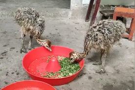 网购花700块买了两个鸵鸟，萌萌哒的长相，不知道口感好不好视频封面