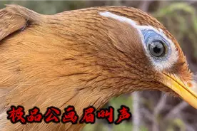 极品公画眉鸟叫声，原声原版，叫声婉转动听，纯欣赏！