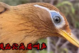 极品公画眉鸟叫声，原声原版，叫声婉转动听，纯欣赏！