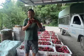 火龙果发出去烂了很多，对不起长期支持和信任我的朋友，对不起，