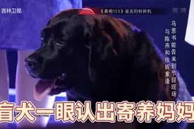 一声“妮儿”，导盲犬一眼认出寄养妈妈，重逢看哭全场视频封面