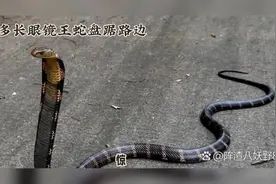 一米多长眼镜王蛇盘踞路边，