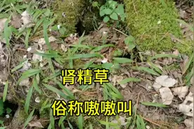 长白山森林发现野生肾精草，采回去泡水喝，俗称嗷嗷叫视频封面