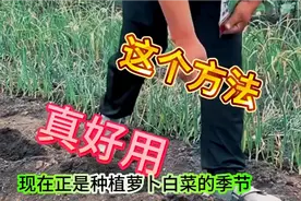 萝卜、白菜上面生虫子，不用打农药，撒点这东西，虫子一个都不见视频封面