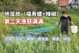 小伙用福寿螺+辣椒放进地笼中，第二天收获满满，这饵料太管用了
