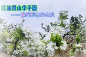 江油贯山李子园一一春天打卡好去处视频封面