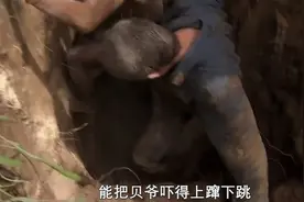 贝爷碳烤蟒蛇肉，用兔子粪泡茶，跟当地土著学习生存知识视频封面