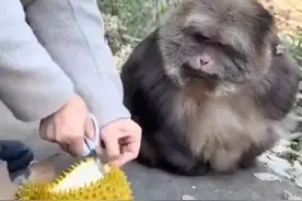 第一次从猴子眼中看到了震惊和嫌弃！猴子:这么臭的东西也吃吗？视频封面