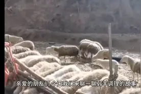 何调理僵羊弱羊视频封面