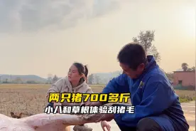 两只猪700斤，大龙小马的杀猪菜猪尾巴为啥短，小八第一次刮猪毛视频封面