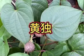 每天一味中草药——黄独