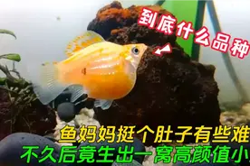 鱼妈妈难产挺个大肚子，在小哥的帮助下，竟产下上百条高颜值小鱼视频封面