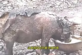 猪坚强：在火灾中全身烧焦的那只猪竟然康复了视频封面