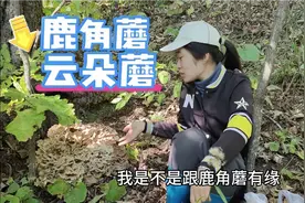 东北野生蘑菇也挺多！马粪包居然也能吃，大家伙都认识几种？
