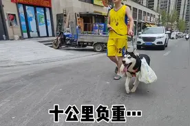 二哈跑了十公里，爬了20楼！运回家的狗粮，它自己会吃吗？视频封面