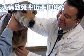 狂犬病源自一种名为狂犬病病毒的恶魔。一旦被病毒侵入死亡率100视频封面