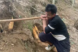 冬笋天花板之一窝笋15斤！还是得使用绝招（猛牛冲撞）视频封面