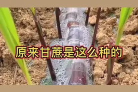 涨知识了，原来甘蔗是这么种的！