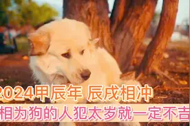 辰戌相冲 2024甲辰年属相为狗的人犯太岁就一定不吉利吗？视频封面
