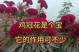 鸡冠花是个宝它的作用可不少，千万别把它浪费了，值得了解收藏。