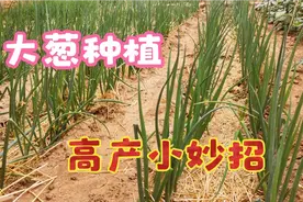 大葱地里撒一把，后期葱白长得又粗又长口感好，不用花一分钱视频封面