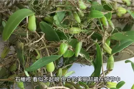 中药材分享之《石橄榄》视频封面