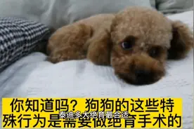 泰迪狗狗多大做绝育合适？狗狗需要做绝育吗？做绝育的利与弊视频封面