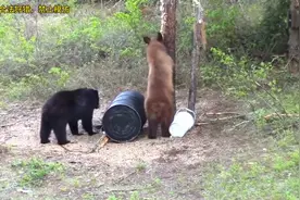 土豪狩猎场猎杀狮子和黑熊，被真理支配的动物太可怜了视频封面