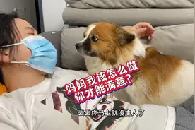 狗狗安慰生病的主人，当看到狗的真实反应后，原谅我笑出了猪叫声视频封面