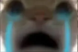 猫猫头像搞笑版视频封面