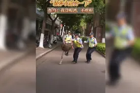 云南红河鸵鸟出逃街上狂奔，交警拦截失败，还踹翻个骑电车小姐姐视频封面