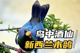 被称作鸟中酒仙的新西兰木鸽，经常把自己醉倒是怎样酒醉的视频封面