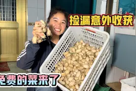 东北这季节满山捡漏蚕蛹，回家又能炒两盘，小霞直呼这趟来的值视频封面