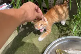 小猫十来天没吃鱼了，今天一顿吃了两条鱼，撑的站不起来了……视频封面