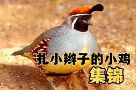 盘点十种头顶扎小辫子的小鸡视频封面