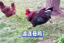 公鸡为什么喜欢追逐母鸡，这竟然是基因的本能