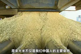探访大米加工厂，揭秘大米加工的全过程视频封面