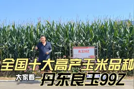 全国十大高产玉米品种，抗倒伏能力第一名，丹东良玉种业良玉99Z视频封面
