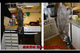 绩效管理#16949认证#13485认证视频封面